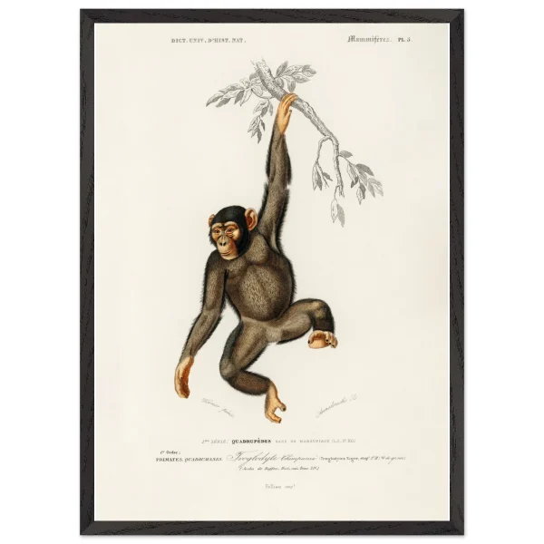 Artfulprints Poster met Lijst Charles Dessalines d'Orbigny - Chimpangze (troglodyte chimpanze) - 50x70 cm - Bruin - 51Dnspod | Smaakvolle damp – Verzendkosten vrij vanaf 40€