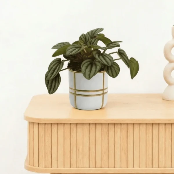 Bambino Peperomia Piccolo Banda - 10cm - 51Dnspod | Smaakvolle damp – Verzendkosten vrij vanaf 40€