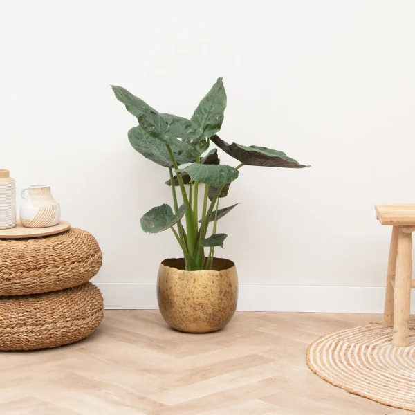Alocasia Wentii - 70cm - 51Dnspod | Smaakvolle damp – Verzendkosten vrij vanaf 40€