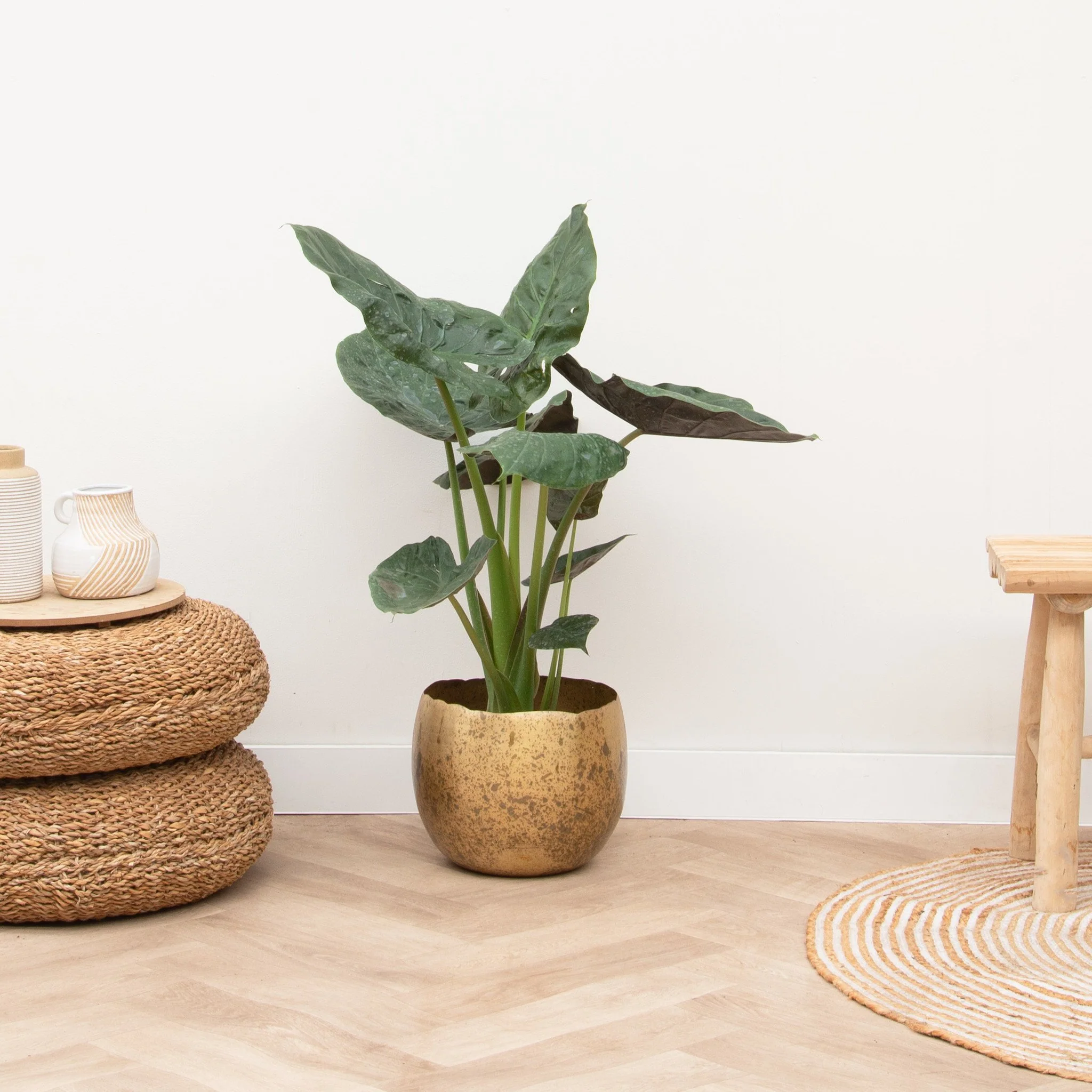 Alocasia Wentii - 70cm - 51Dnspod | Smaakvolle damp – Verzendkosten vrij vanaf 40€ Alocasia Wentii - 70cm - 51Dnspod | Smaakvolle damp – Verzendkosten vrij vanaf 40€