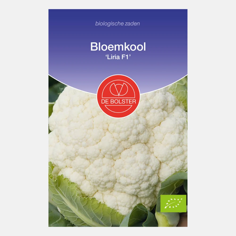Bloemkool 'Liria F1' BIO - 51Dnspod | Smaakvolle damp – Verzendkosten vrij vanaf 40€ Bloemkool 'Liria F1' BIO - 51Dnspod | Smaakvolle damp – Verzendkosten vrij vanaf 40€