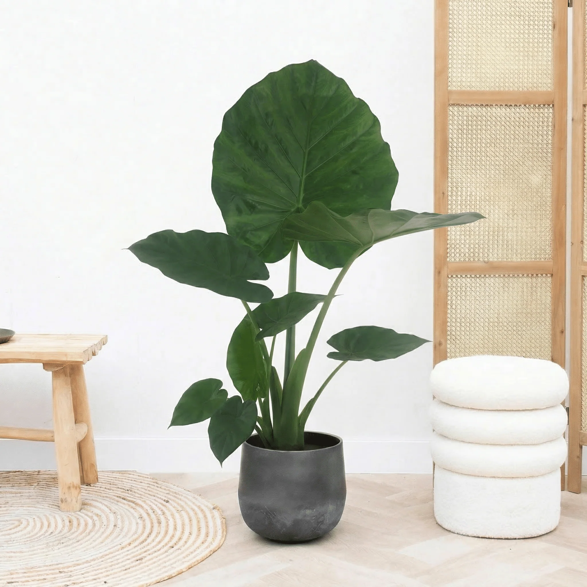 Alocasia Macrorrhiza - 60 cm - 51Dnspod | Smaakvolle damp – Verzendkosten vrij vanaf 40€ Alocasia Macrorrhiza - 60 cm - 51Dnspod | Smaakvolle damp – Verzendkosten vrij vanaf 40€