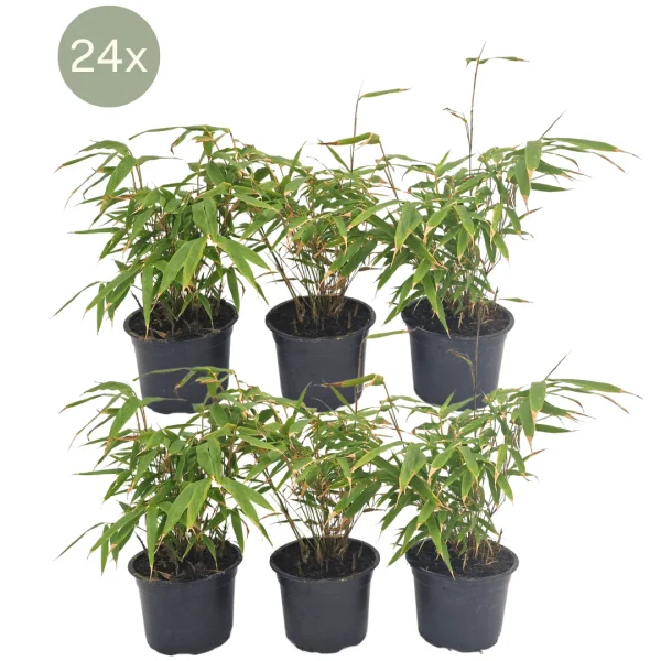 24x Fargesia Rufa - 25cm - 51Dnspod | Smaakvolle damp – Verzendkosten vrij vanaf 40€