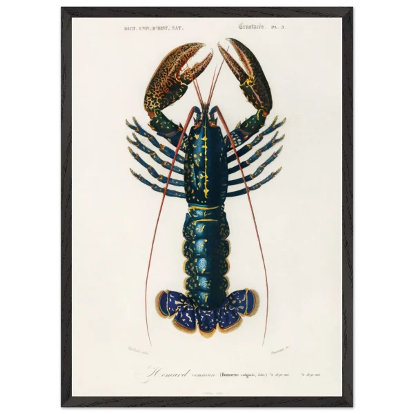 Artfulprints Poster met Lijst Charles Dessalines d'Orbigny - Crimson crawfish (palemon ornatum) - 50x70 cm - Blauw - 51Dnspod | Smaakvolle damp – Verzendkosten vrij vanaf 40€