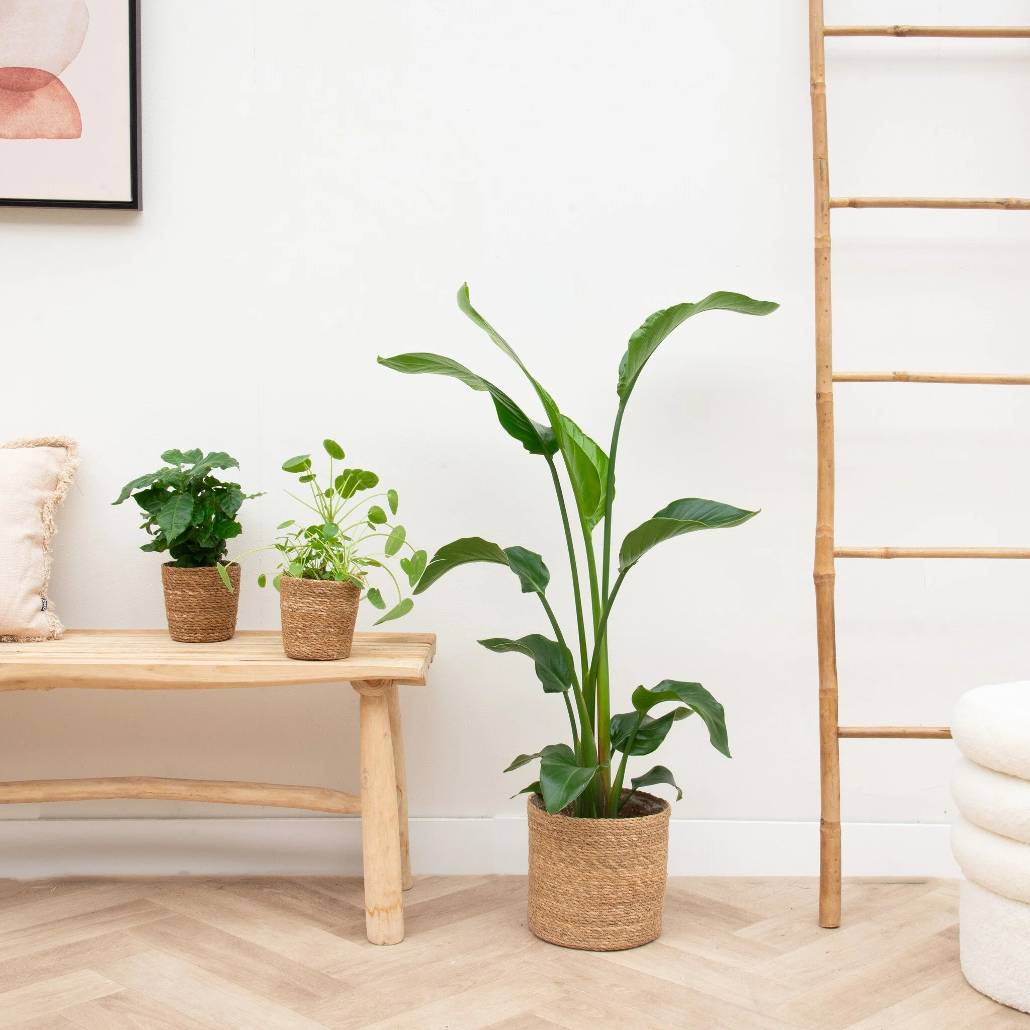 Appartement klein plantenpakket inclusief manden - 51Dnspod | Smaakvolle damp – Verzendkosten vrij vanaf 40€ Appartement klein plantenpakket inclusief manden - 51Dnspod | Smaakvolle damp – Verzendkosten vrij vanaf 40€