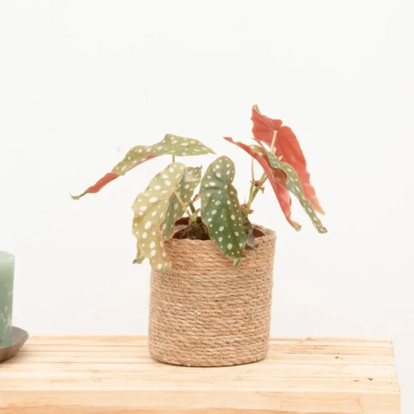 Begonia Maculata (stippenplant) - 30cm - 51Dnspod | Smaakvolle damp – Verzendkosten vrij vanaf 40€