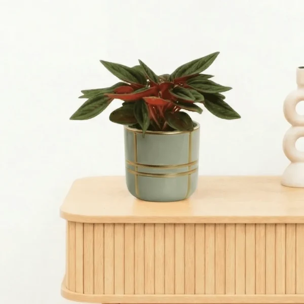 Bambino Peperomia Rosso - 10cm - 51Dnspod | Smaakvolle damp – Verzendkosten vrij vanaf 40€