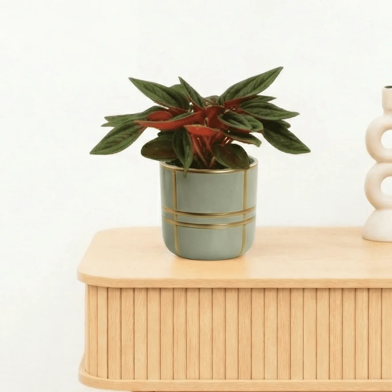 Bambino Peperomia Rosso - 10cm - 51Dnspod | Smaakvolle damp – Verzendkosten vrij vanaf 40€ Bambino Peperomia Rosso - 10cm - 51Dnspod | Smaakvolle damp – Verzendkosten vrij vanaf 40€