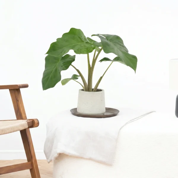 Alocasia Low Rider - 40cm - 51Dnspod | Smaakvolle damp – Verzendkosten vrij vanaf 40€