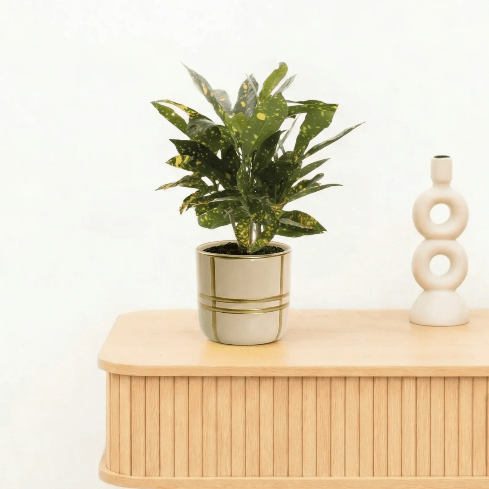 Bambino Croton Gold Dust stam - 20cm - 51Dnspod | Smaakvolle damp – Verzendkosten vrij vanaf 40€ Bambino Croton Gold Dust stam - 20cm - 51Dnspod | Smaakvolle damp – Verzendkosten vrij vanaf 40€