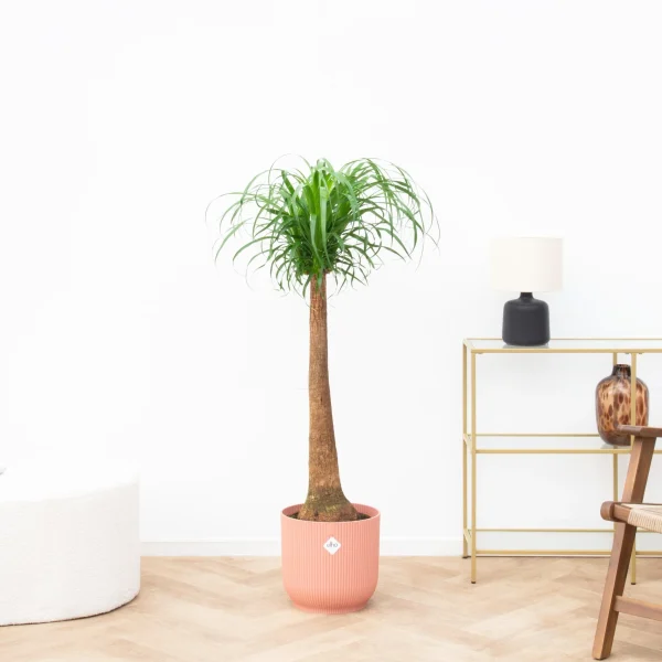 Beaucarnea - 120cm - 51Dnspod | Smaakvolle damp – Verzendkosten vrij vanaf 40€