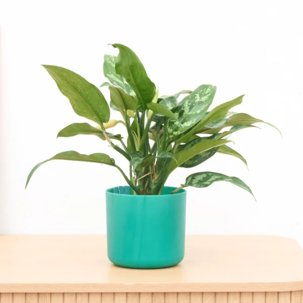 Aglaonema Maria - 30cm - 51Dnspod | Smaakvolle damp – Verzendkosten vrij vanaf 40€
