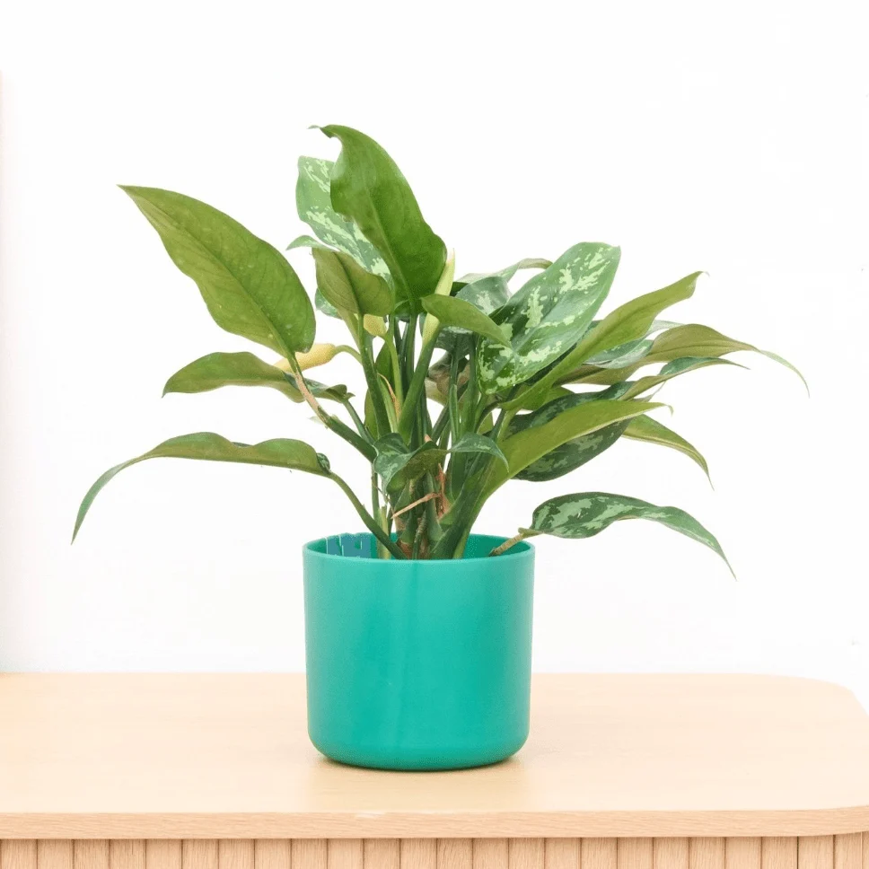 Aglaonema Maria - 30cm - 51Dnspod | Smaakvolle damp – Verzendkosten vrij vanaf 40€ Aglaonema Maria - 30cm - 51Dnspod | Smaakvolle damp – Verzendkosten vrij vanaf 40€