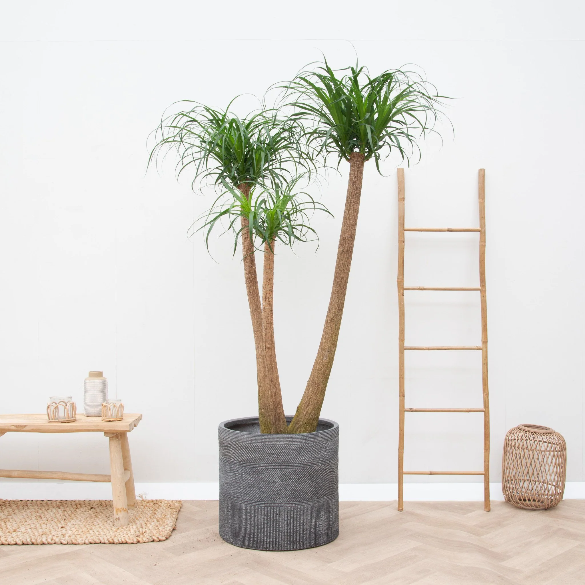 Beaucarnea Multi Stam XXL - 220cm - 51Dnspod | Smaakvolle damp – Verzendkosten vrij vanaf 40€ Beaucarnea Multi Stam XXL - 220cm - 51Dnspod | Smaakvolle damp – Verzendkosten vrij vanaf 40€