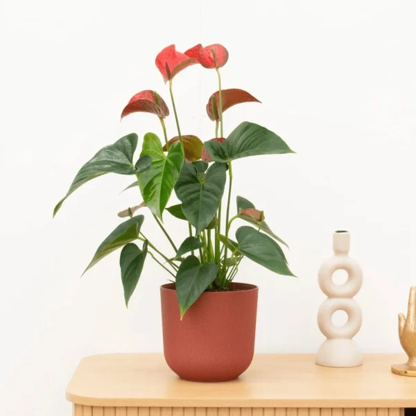 Anthurium Andreanum red - 40cm - 51Dnspod | Smaakvolle damp – Verzendkosten vrij vanaf 40€