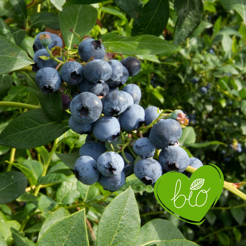 Blauwe bes 'Goldtraube' BIO - Middenseizoen - 51Dnspod | Smaakvolle damp – Verzendkosten vrij vanaf 40€ Blauwe bes 'Goldtraube' BIO - Middenseizoen - 51Dnspod | Smaakvolle damp – Verzendkosten vrij vanaf 40€