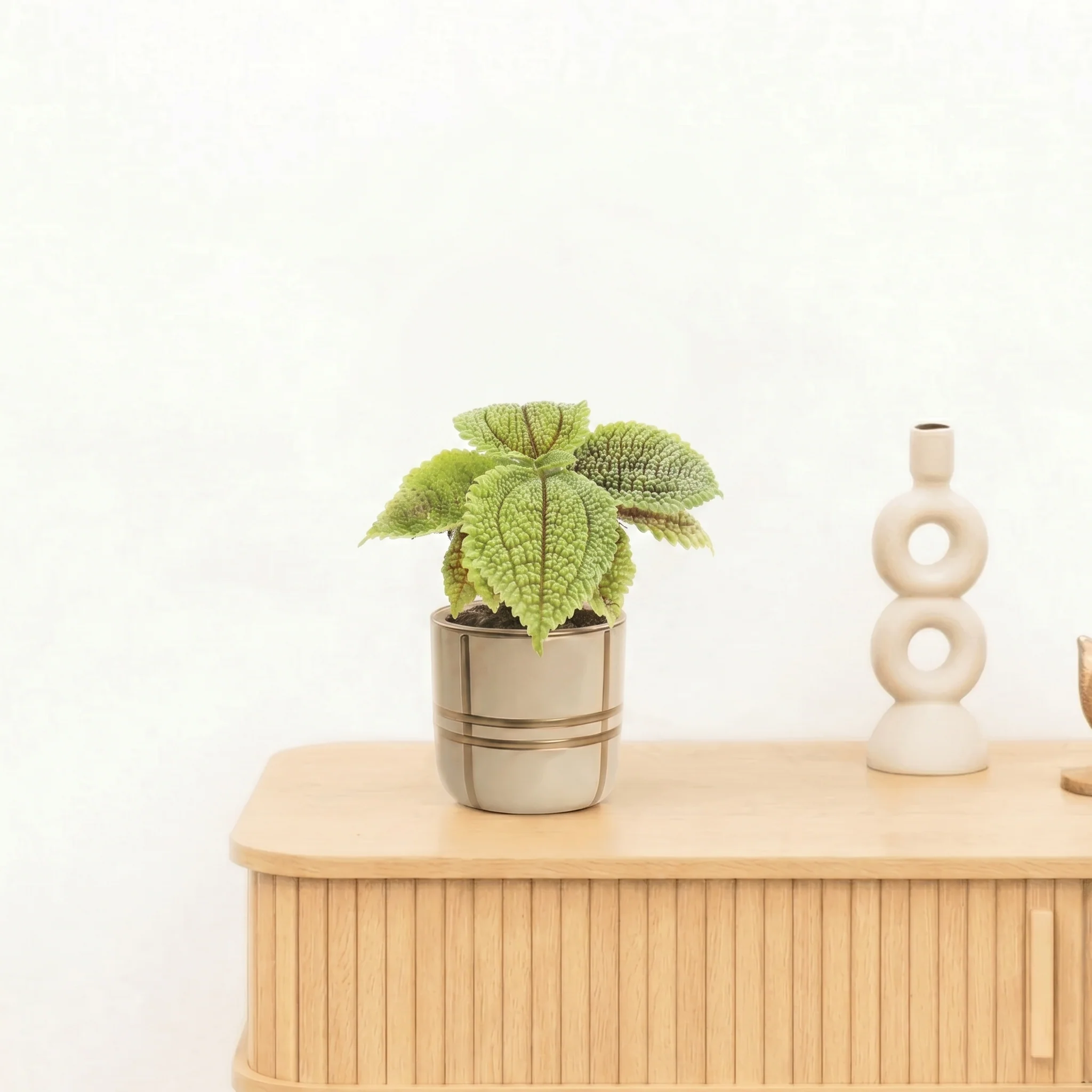 Bambino Pilea Moonvalley - 10 cm - 51Dnspod | Smaakvolle damp – Verzendkosten vrij vanaf 40€ Bambino Pilea Moonvalley - 10 cm - 51Dnspod | Smaakvolle damp – Verzendkosten vrij vanaf 40€