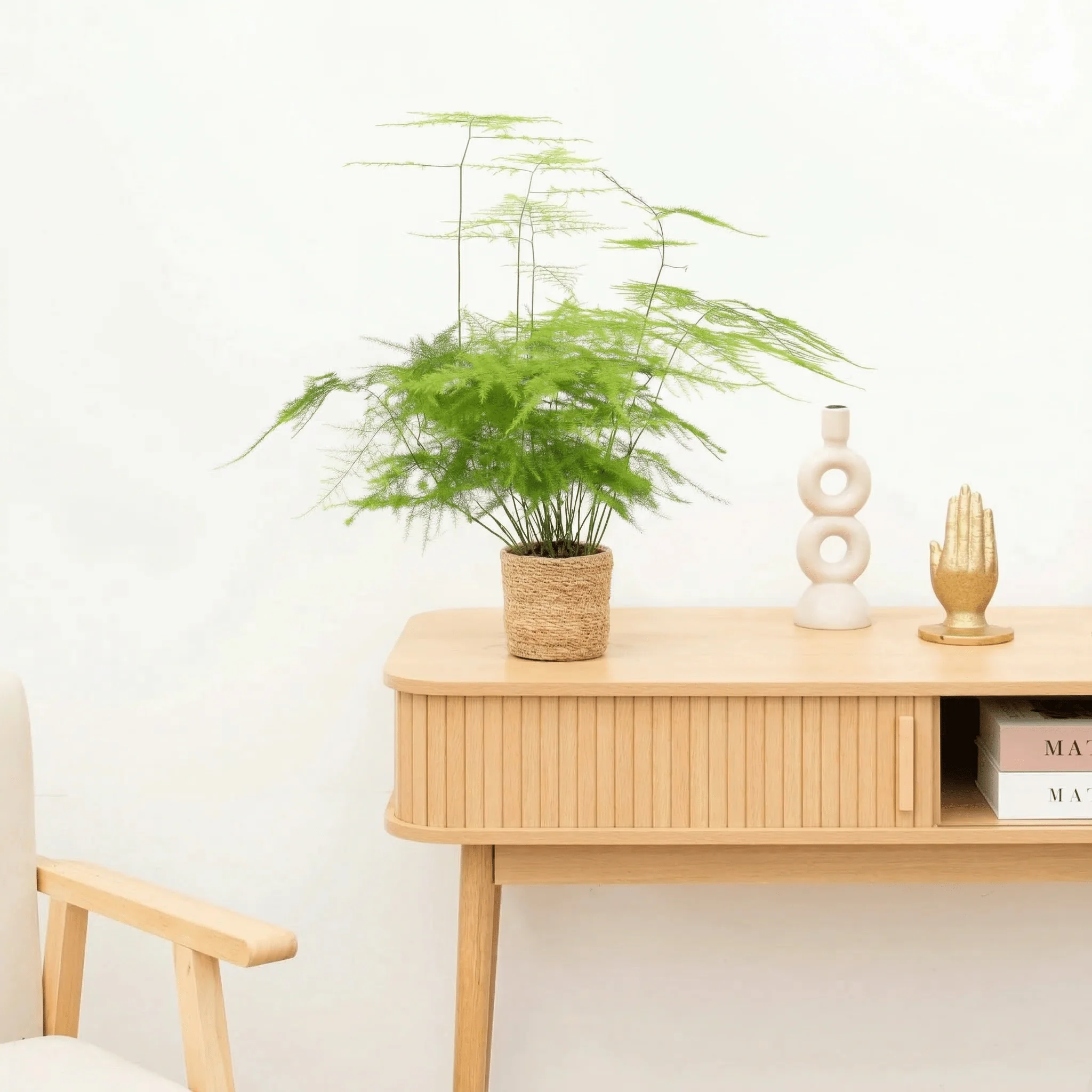Asparagus Setaceus 'Plumosus' - 30 cm - 51Dnspod | Smaakvolle damp – Verzendkosten vrij vanaf 40€ Asparagus Setaceus 'Plumosus' - 30 cm - 51Dnspod | Smaakvolle damp – Verzendkosten vrij vanaf 40€