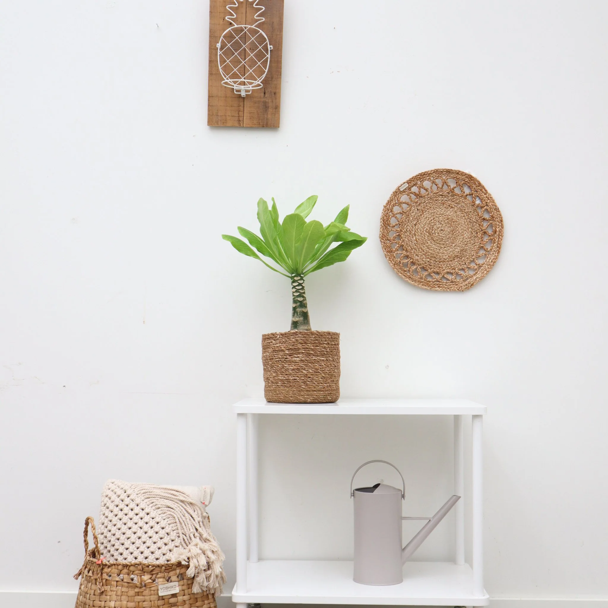Brighamia insignis 'Hawaii Palm' - 25cm inclusief mand Scott - 51Dnspod | Smaakvolle damp – Verzendkosten vrij vanaf 40€ Brighamia insignis 'Hawaii Palm' - 25cm inclusief mand Scott - 51Dnspod | Smaakvolle damp – Verzendkosten vrij vanaf 40€