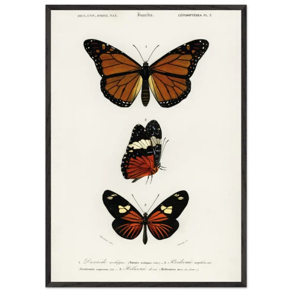 Artfulprints Poster met Lijst Charles Dessalines d'Orbigny - Butterfly - 70x100 cm - Bruin - 51Dnspod | Smaakvolle damp – Verzendkosten vrij vanaf 40€