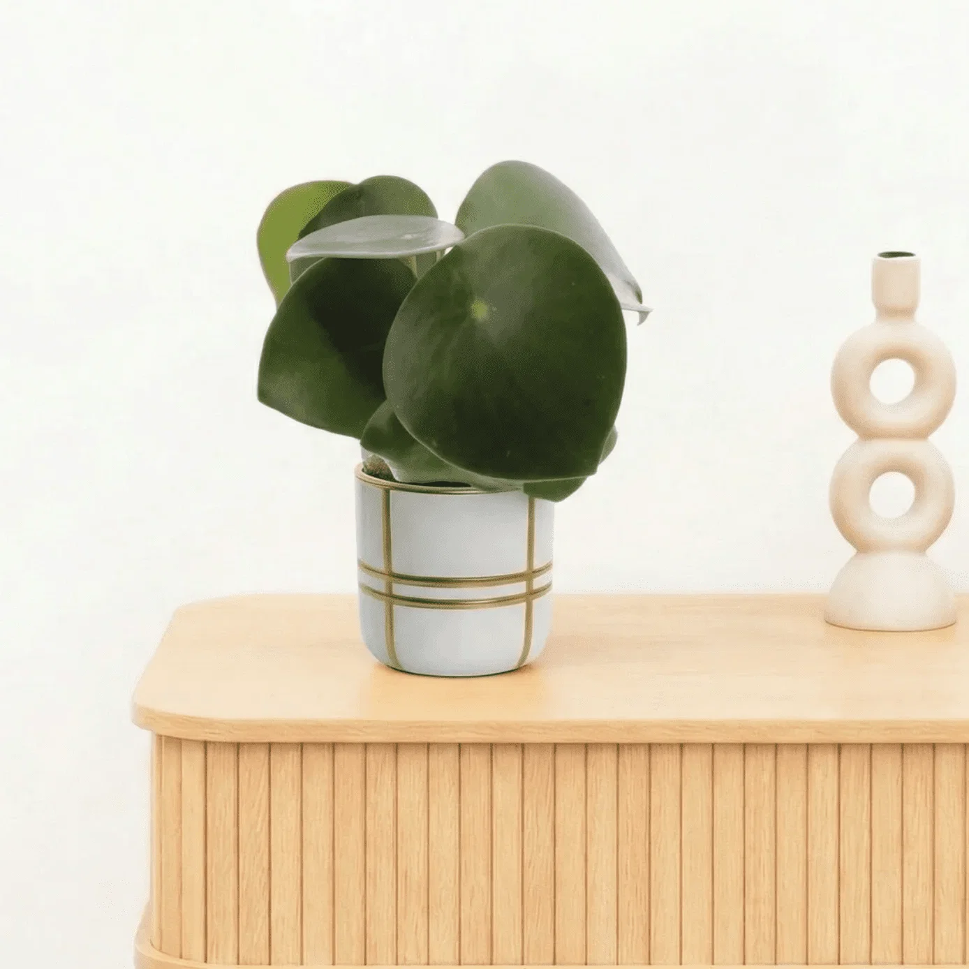 Bambino Peperomia Raindrop - 10cm - 51Dnspod | Smaakvolle damp – Verzendkosten vrij vanaf 40€ Bambino Peperomia Raindrop - 10cm - 51Dnspod | Smaakvolle damp – Verzendkosten vrij vanaf 40€