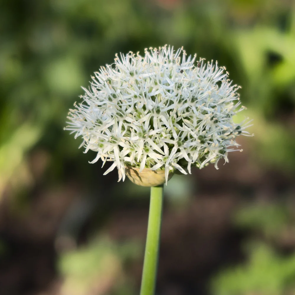 Allium 'Nigrum' BIO - 5 stuks - 51Dnspod | Smaakvolle damp – Verzendkosten vrij vanaf 40€ Allium 'Nigrum' BIO - 5 stuks - 51Dnspod | Smaakvolle damp – Verzendkosten vrij vanaf 40€