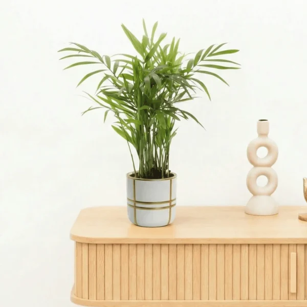 Bambino Chamaedorea - 20cm - 51Dnspod | Smaakvolle damp – Verzendkosten vrij vanaf 40€